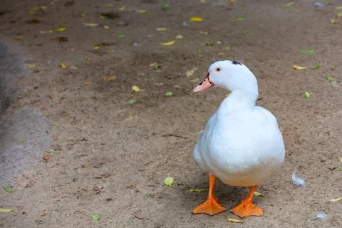 White duck elegantly posing in profile on a sandy background. Stock-Fotos