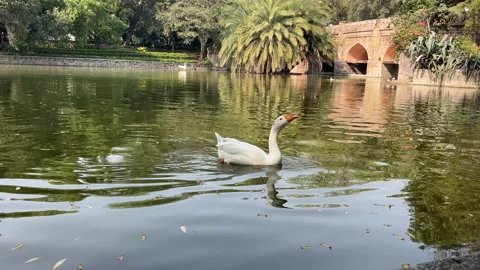 White duck enjoying in water Stock Footage 239047413