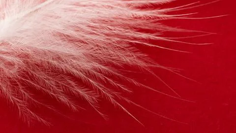 White duck feather on a red background Stock Photos