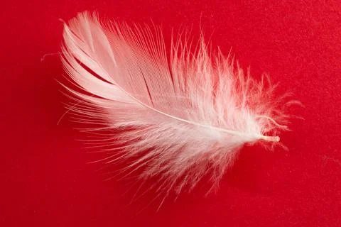 White duck feather on a red background Stock Photos