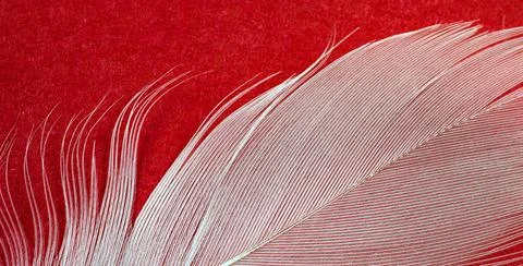 White duck feather on a red background Stock Photos