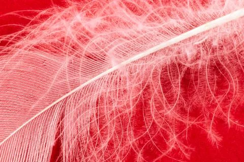 White duck feather on a red background Stock Photos