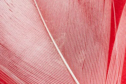 White duck feather on a red background Stock Photos