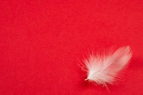 White duck feather on a red background Stock Photos