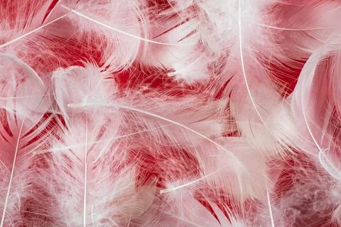 White duck feather on a red background Stock Photos