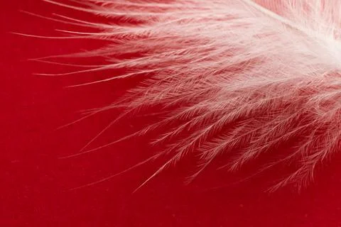 White duck feather on a red background Stock Photos