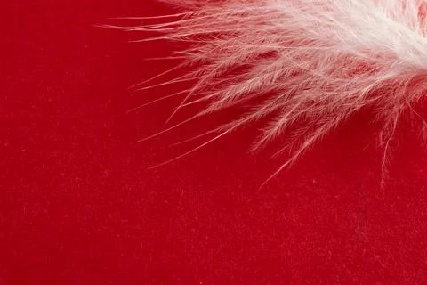 White duck feather on a red background Stock Photos