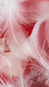 White duck feather on a red background Stock Photos