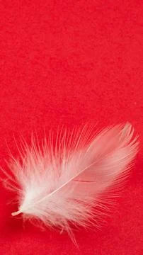White duck feather on a red background Stock Photos