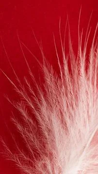 White duck feather on a red background Stock Photos