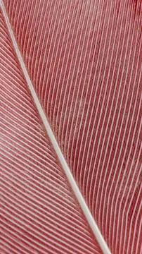 White duck feather on a red background Stock Photos