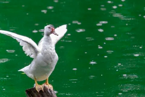 White duck Flapping its wings on wooden pole, green waters Foto stock
