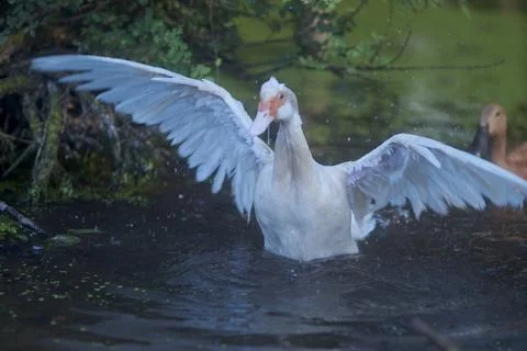 White duck flapping Stock Photos
