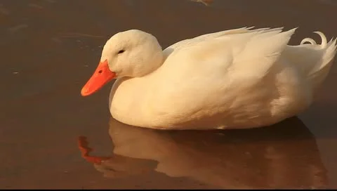 White duck floating Stock Footage 11123193