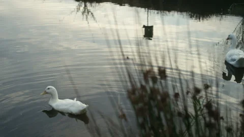 White duck floating in a pond Stock Footage 278837657