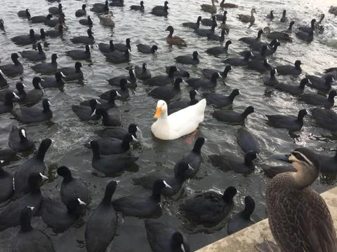White duck in a flock of black ducks Stock Photos
