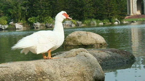 White Duck Stock Footage 657829