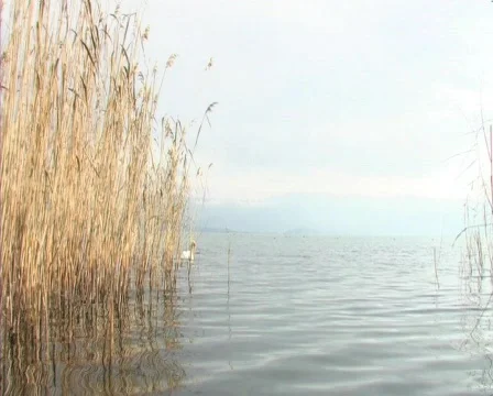 White duck Video stock 710948