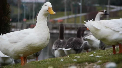 White duck Stock Footage 909421