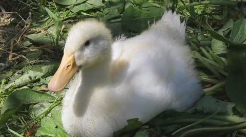 White duck Stockbeeldmateriaal 1105538