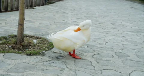 White duck Stock Footage 255125796