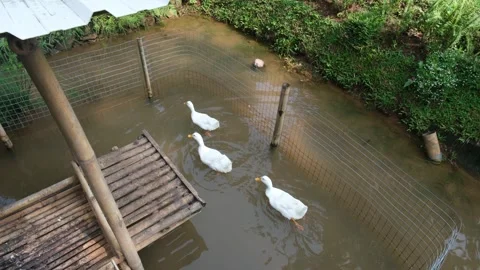 White Duck Stock Footage 296140845