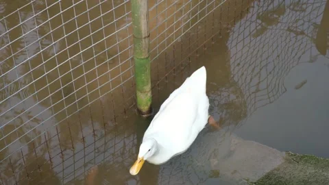White Duck Stock Footage 296140847