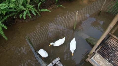 White Duck Stock Footage 296140849