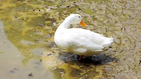 White duck Video stock 315527722