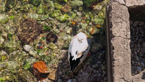 White duck glides through shallow transparent water 库存影片 331299983