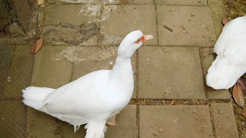 White duck goes ahead. Stock Footage 112376668