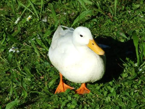 White duck on the grass Stock Photos