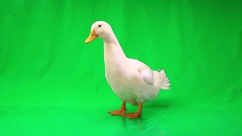 duck on screen