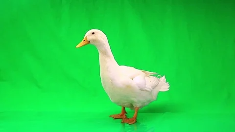 White duck on a green screen, studio shot Stock Footage 76699163