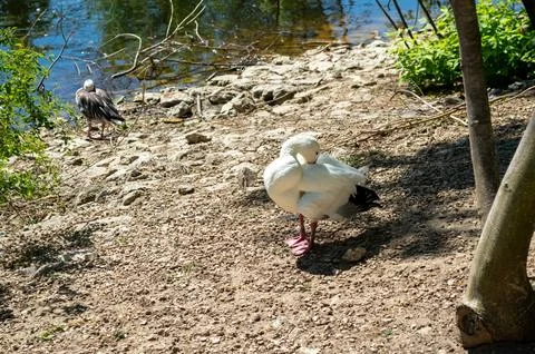 The white duck hid its beak in its feathers Stock Photos