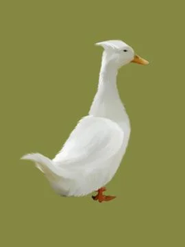 White duck Stock Illustration