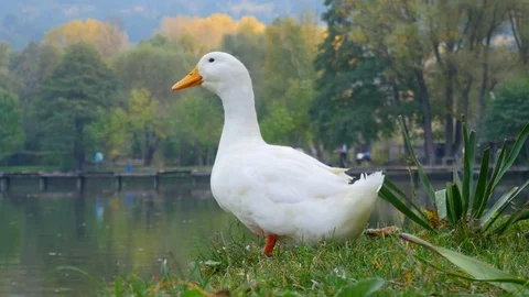 White Duck At A Lake Stock Footage 81530858