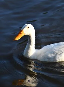 A white duck with an orange beak on a pond. Stock Photos