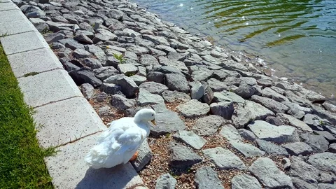 White duck with orange beak walking on the rocks towards the water Stock-Footage 104126527