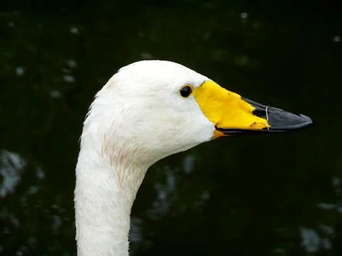 White duck. 库存照片