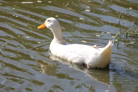 White Duck Foto stock