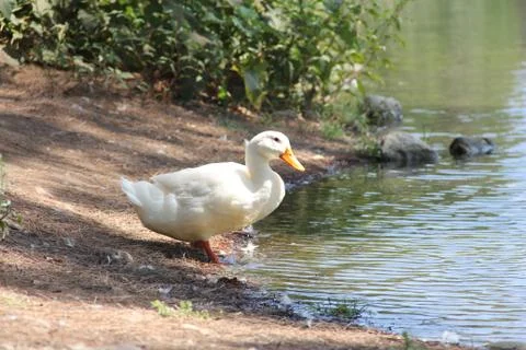 White duck Stock Photos