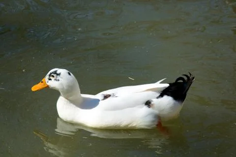 White duck Stock Photos