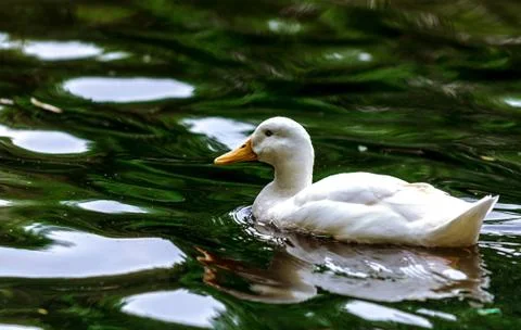 White duck Stock Photos
