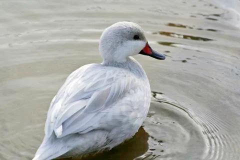 White duck Foto stock