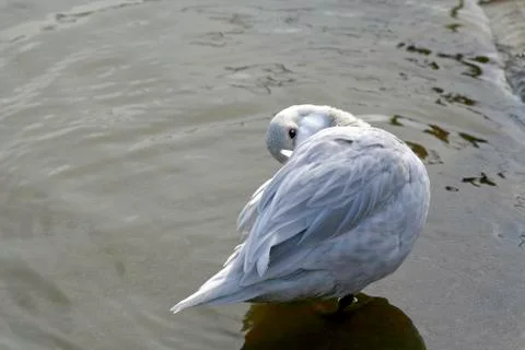 White duck Stock Photos