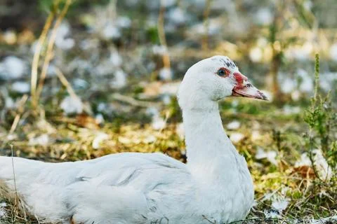 White duck Stock Photos