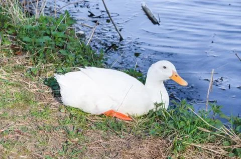 White duck Stock Photos