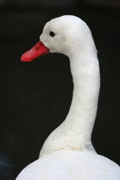 White Duck Stock Photos