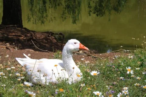 White duck Stock Photos